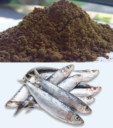 Rehoboth Fishmeal